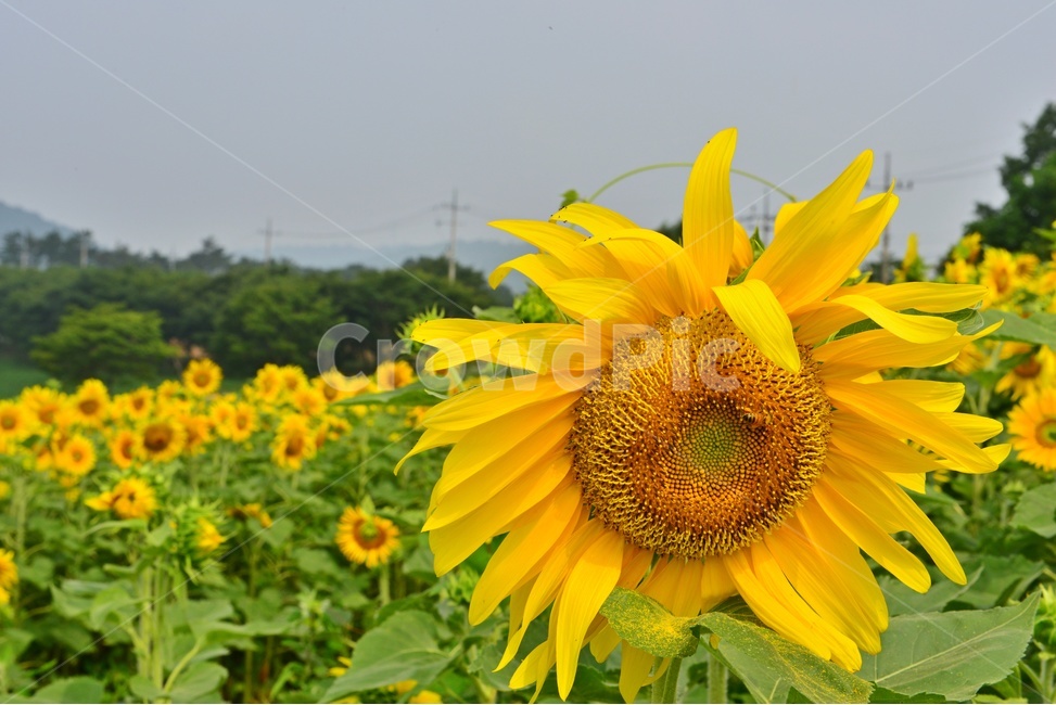 plant,식물,blossom,flower,꽃,sunflower,해바라기,고창,학원농장,해바라기밭