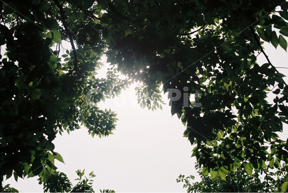 식물,햇빛,플레어,forest,sunshine,flare,여름,summer,초록색,green,자연,풍경,nature,landscape,식물,plants,outdoors,옥외