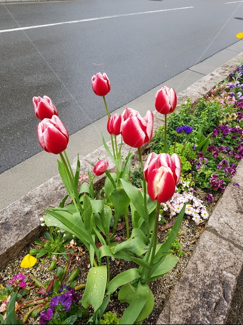 꽃,튤립,빨간튤립,튤립꽃,예쁜꽃,식물,자연,plants,nature,꽃,flower