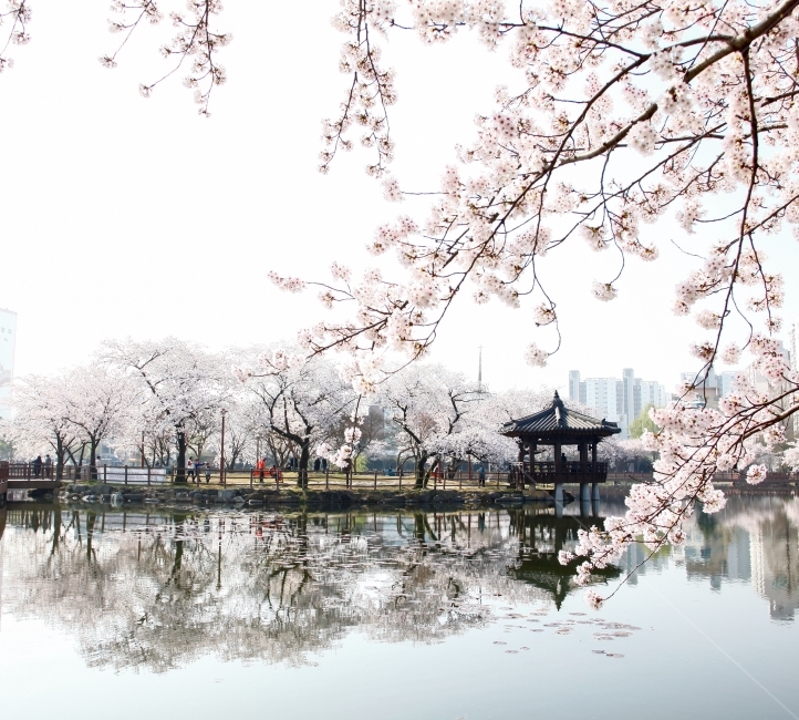 반영,벚꽃,꽃,물,풍경,자연,봄,계절,spring,season,도시,풍경,city,landscape,한국도시풍경,한국도시경관,korea cityscape,식물,자연,plants,nature,꽃,flower,plant,blossom,cherry blossom