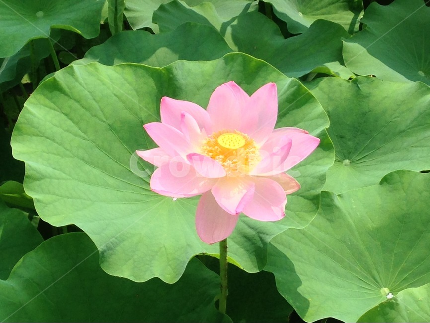 꽃,연꽃,식물,자연,flower,식물,자연,plants,nature,꽃,flower