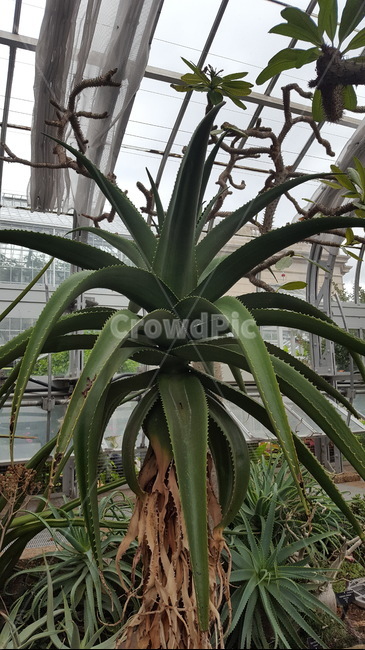 식물,plant,알로에,식물원,창,window