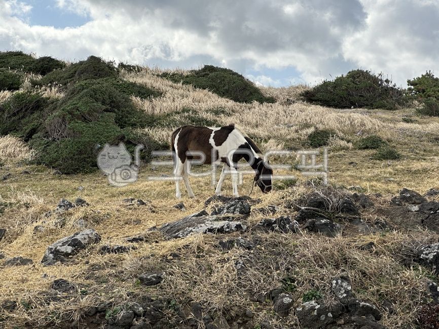 섭지코지말,말,제주도말,제주도섭지코지말,제주섭지코지말