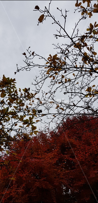 단풍,가을,쓸쓸함,낙엽,maple,full,autumecolors,가을,계절,fall,autumn,season,식물,자연,plants,nature,leaf,잎,plant,tree,나무,animal,동물,bird,새
