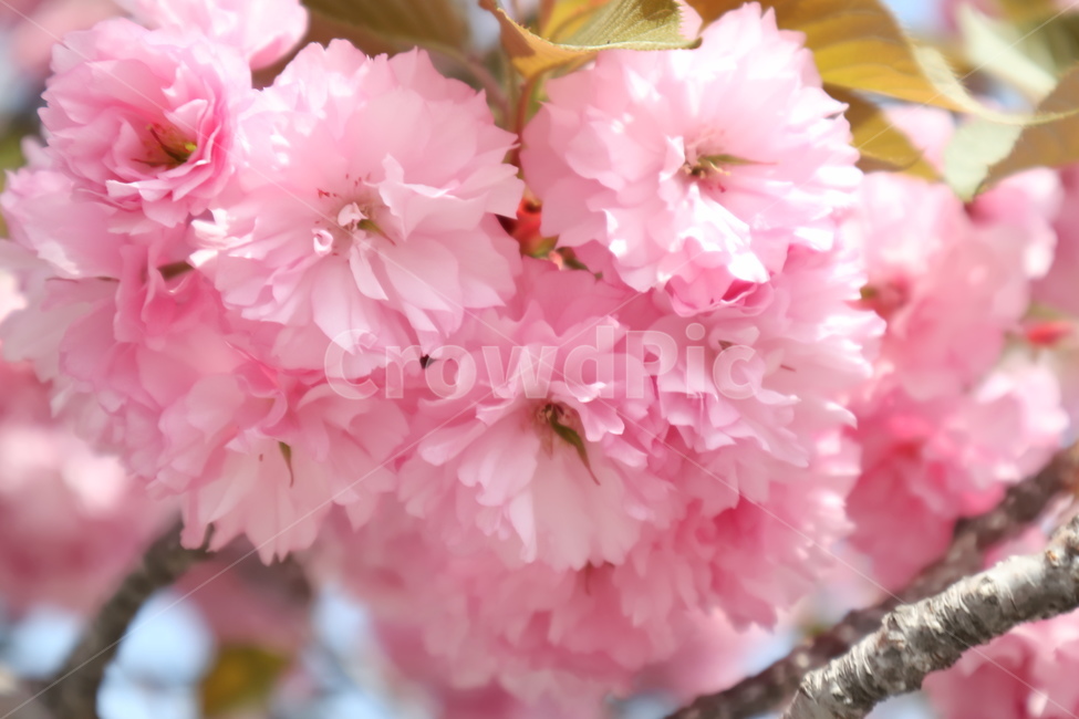 벚꽃,봄,겹벚꽃,꽃,핑크,봄,계절,spring,season,식물,자연,plants,nature,꽃,flower,plant,blossom