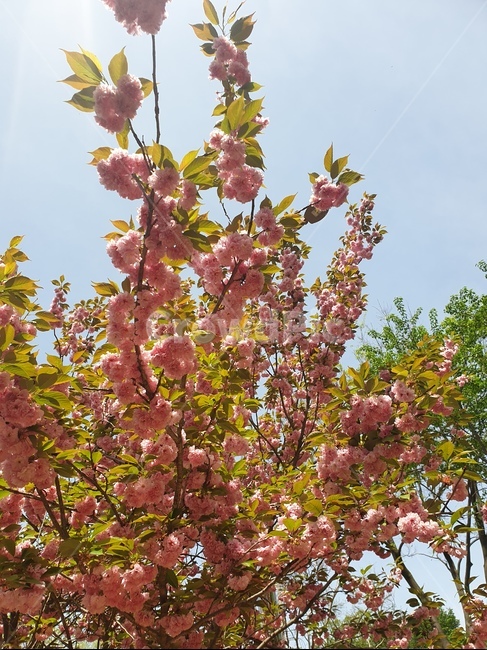 꽃,겹벚꽃,왕벚꽃,완산공원,꽃동산
