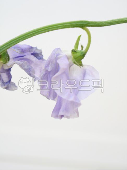 stilllife,light purple flower,blossom,sweet pea,sweetpea,still life,flower still life,flower