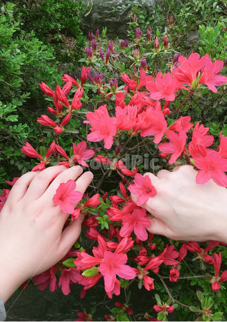 plant,식물,진달래,딸,손,봄,flower,spring,hand