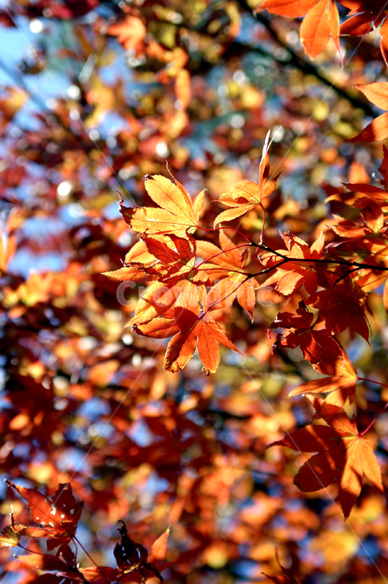 단풍,단풍나무,단풍잎,maple,가을,가을단풍,fall,autumn,leaf,잎,plant,식물,tree,나무,단풍배경