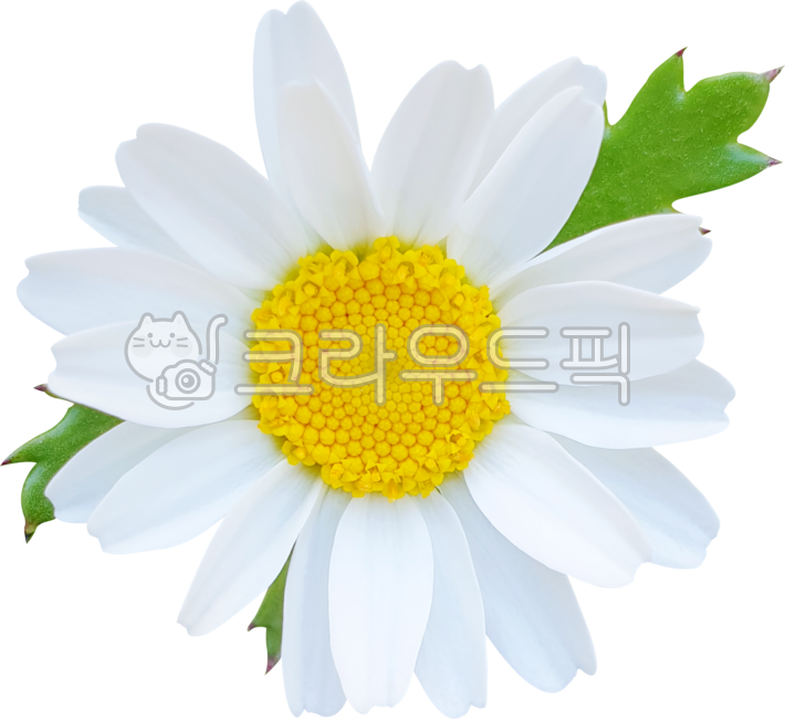 flower,daisy,chamomile,spring,marguerite,bloom,blossom,plant,flower,petal,yellow,summer,garden,marguerite,margueritedaisy,parisdaisy,argyranthemum