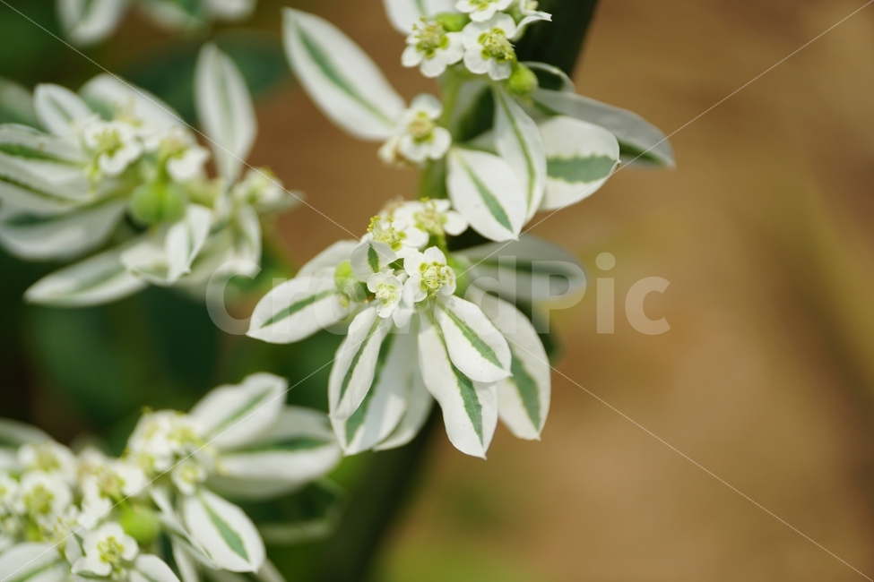 설악초,꽃,플라워,식물,flower,여름,summer,nature,자연,감성사진,힐링사진,감성,힐링,한국의자연,한국자연,한국풍경,여름꽃,스냅,스냅사진,스넵,스넵사진,snap,snapshot,plant,plants,화단,꽃밭,꽃사진,식물,자연,plants,nature,꽃,flower