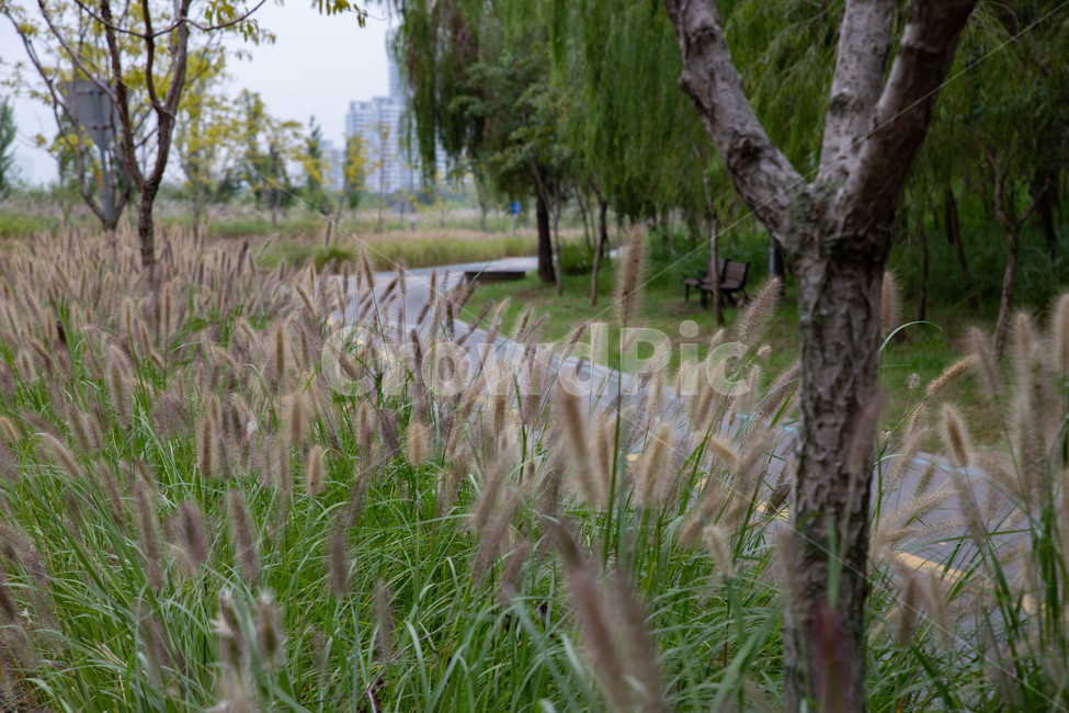 길,자전거길,억새,grass,plant,식물,lawn,잔디,식물,자연,plants,nature
