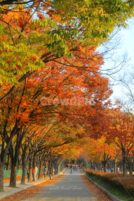 단풍,가을,공원,나무,인천대공원,단풍놀이,가을,계절,fall,autumn,season,자연,풍경,nature,landscape,사람들,대중,군중,other people,crowd,tree,plant,식물,maple