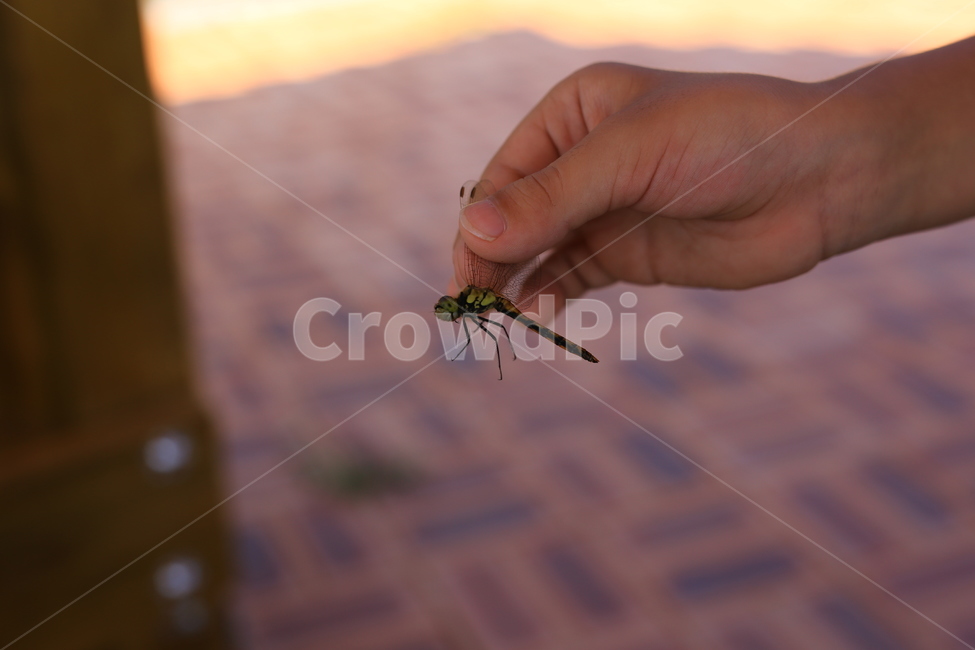 곤충,손,잠자리,insect,bug,hand,dragonfly,곤충,벌레,insect,bug