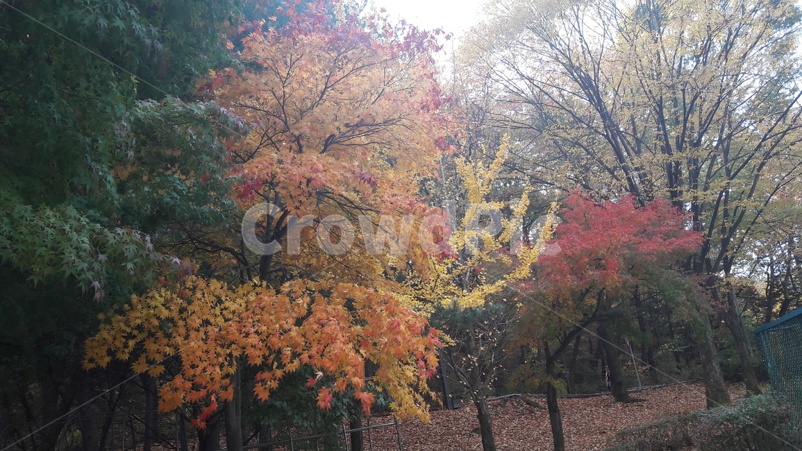 가을,단풍,나무,하늘,아름다움,가을,계절,fall,autumn,season,tree,plant,식물,maple