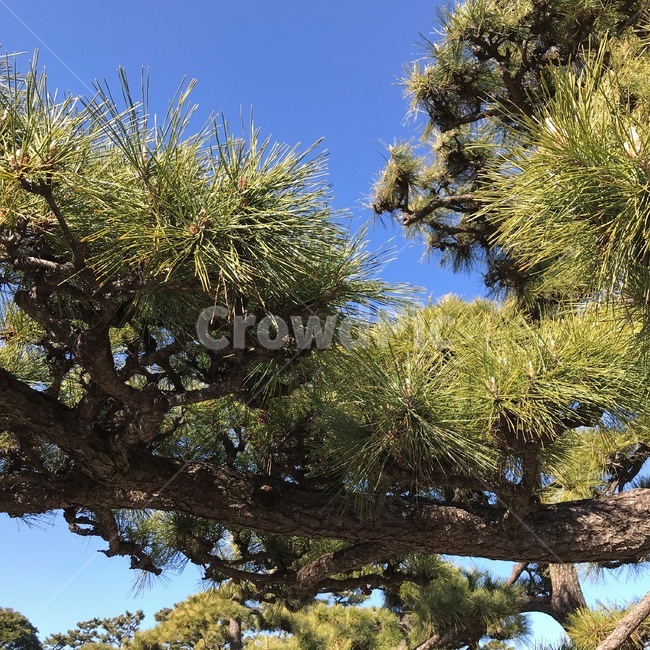 소나무,솔잎,pinetree,pineneedles,침엽수,conifers,초록,나무