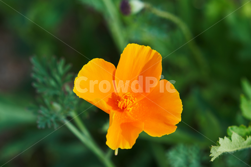 꽃,자연,식물,봄꽃,주황꽃,식물,자연,plants,nature,꽃,flower