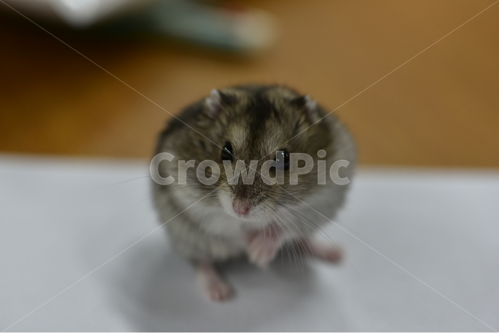 햄스터,동물,애완동물,포유류,펫,귀여움,귀여운,hamsters,mammals,pets,pet,cute,동물,animal,포유류,mammal