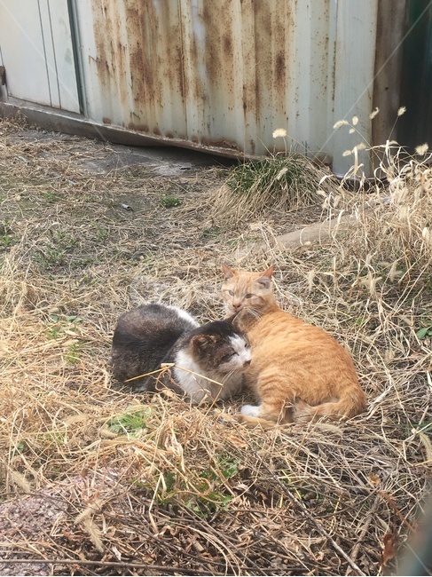 고양이,길고양이,동물,길냥이,두마리,동물,animal,포유류,mammal,고양이,cat,kitten,kitty