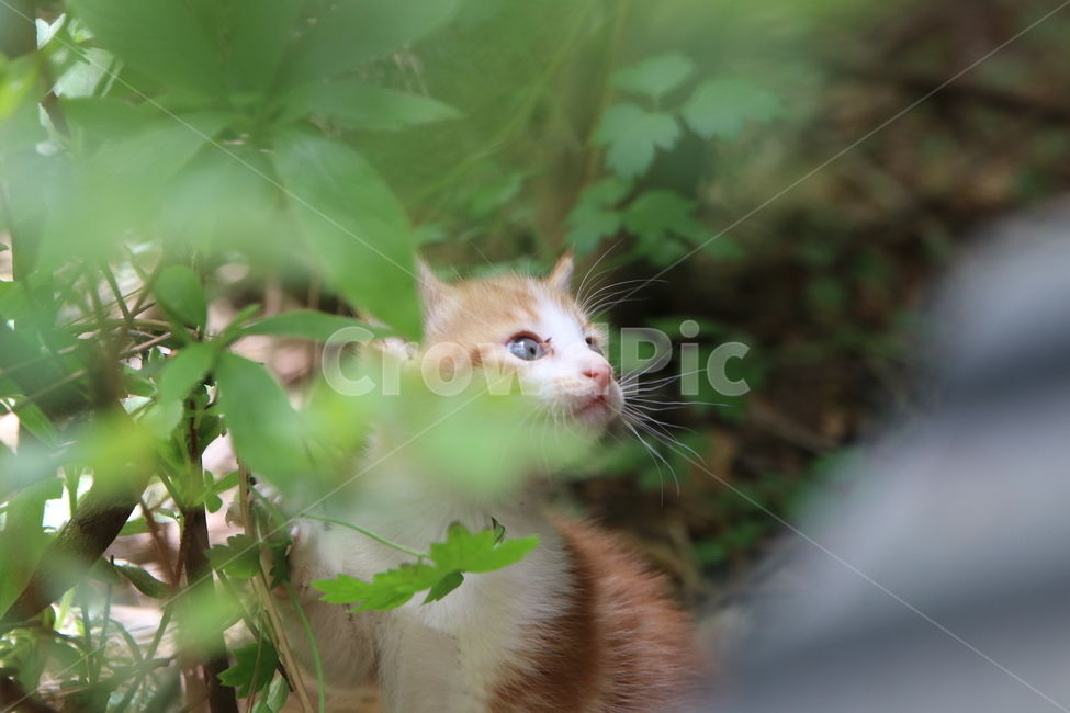 고양이,아기고양이,반려동물,애완동물,pet,cat,식물,자연,plants,nature,동물,animal,포유류,mammal,고양이,cat,kitten,kitty