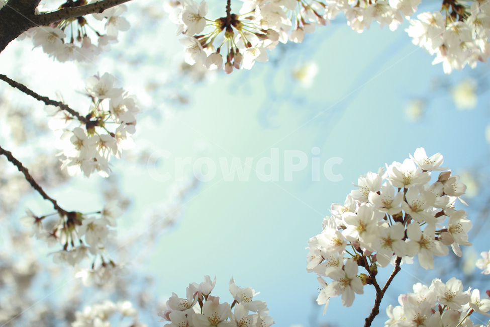 cherryblossom,벚꽃,벚꽃축제,파란하늘,봄,푸른하늘,꽃,flower,blossom,식물,plant,봄꽃축제,꽃축제,배경,봄꽃,자연,하늘