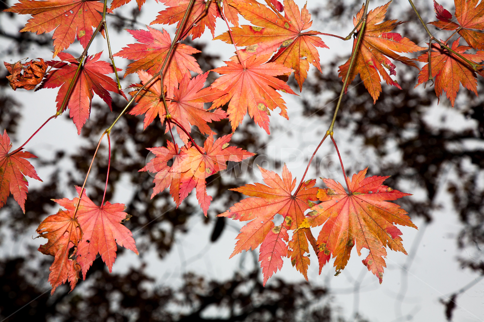 단풍,가을,경주,잎,나무,가을,계절,fall,autumn,season