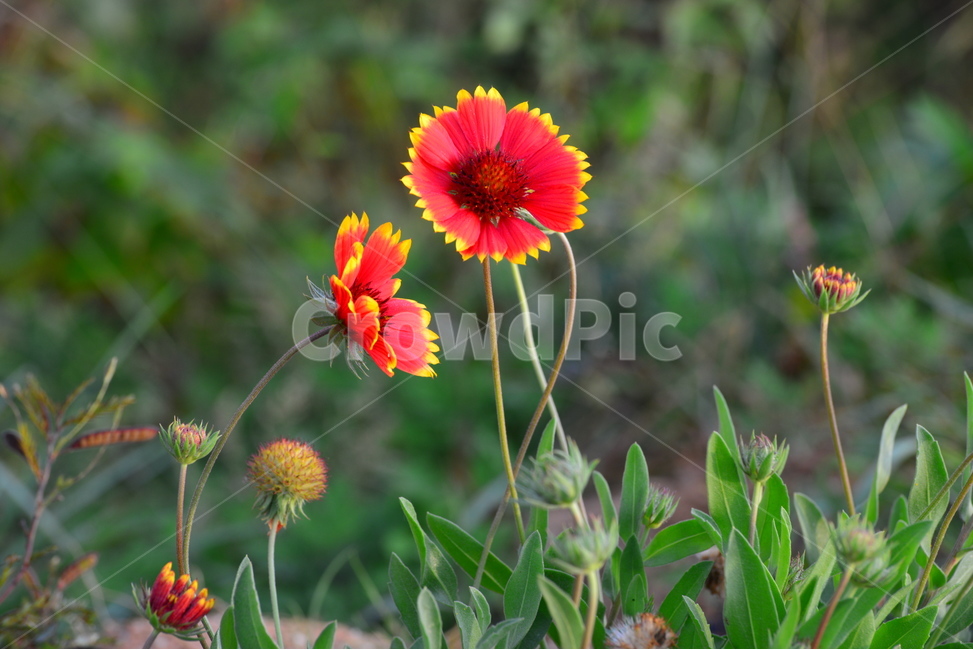 천인국,국화,아침,아침빛,plant,식물,blossom,flower,꽃,식물,자연,plants,nature,꽃,flower