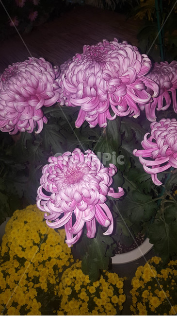 여름,꽃,근접,식물,flower