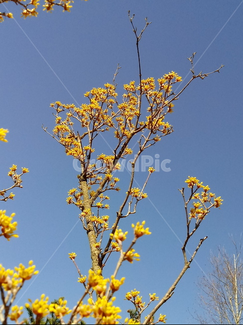 나무,식물,나무가지,tree,treetrunk,산수유,꽃,하늘,파란하늘