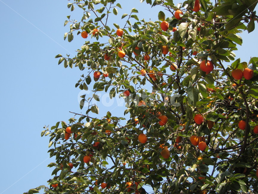 감,감나무,가을,하늘배경,홍시,주렁주렁,시골,persimmon,autumn,branch,익다,붉은색