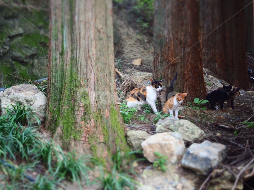 고양이,동물,나무,포커스,초록색,동물,animal,포유류,mammal,고양이,cat,kitten,kitty