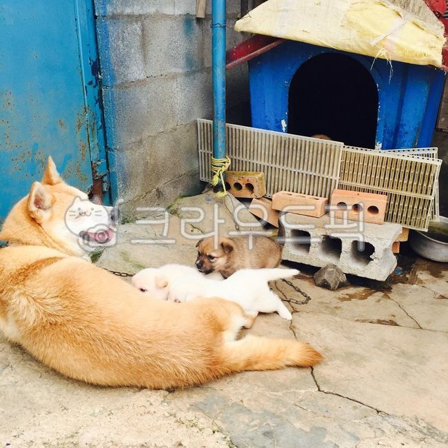 반려견,반려동물,진돗개,풍산개,시골,시골개,새끼,자연,dog,개,mammal,포유류,animal,동물,pet,애완동물