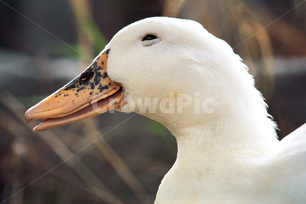 필름,필름사진,필름느낌,필름감성,오리,흰둥이,웃음,즐거움,행복,야생,동물,네츄럴,관찰,duck,동물,animal,조류,새,birds