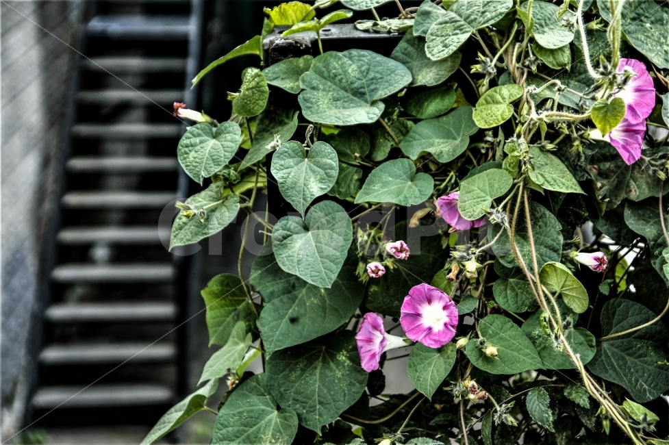 러시아,나팔꽃,도시속,자연,이것도,진정한,자연일까,식물,자연,plants,nature,꽃,flower