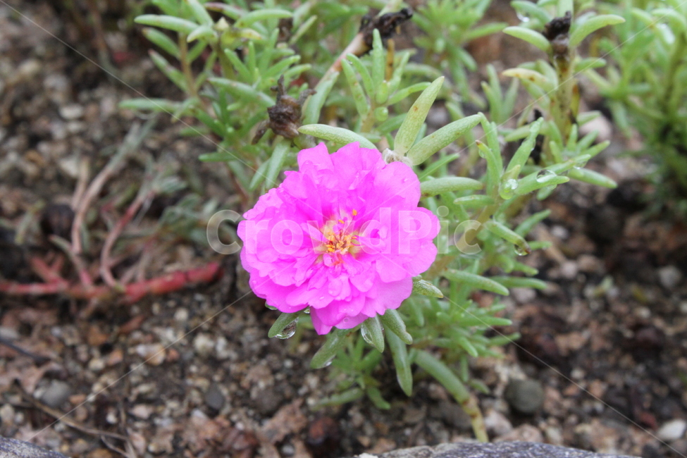 채송화,꽃,식물,분홍,flower,Portulacagrandiflora,식물,자연,plants,nature,꽃,flower