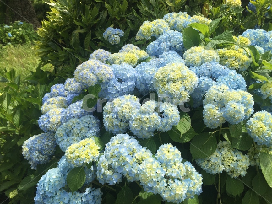 꽃,꽃놀이,자연,풍경,봄,식물,자연,plants,nature,꽃,flower