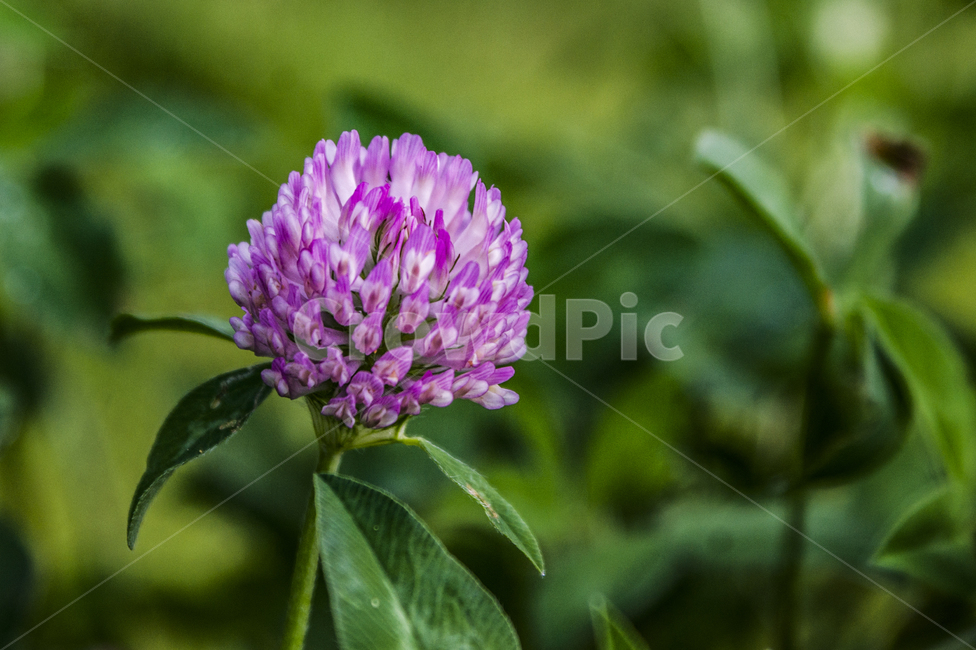 자연,꽃,접사,아웃포커싱,감성,식물,자연,plants,nature,꽃,flower