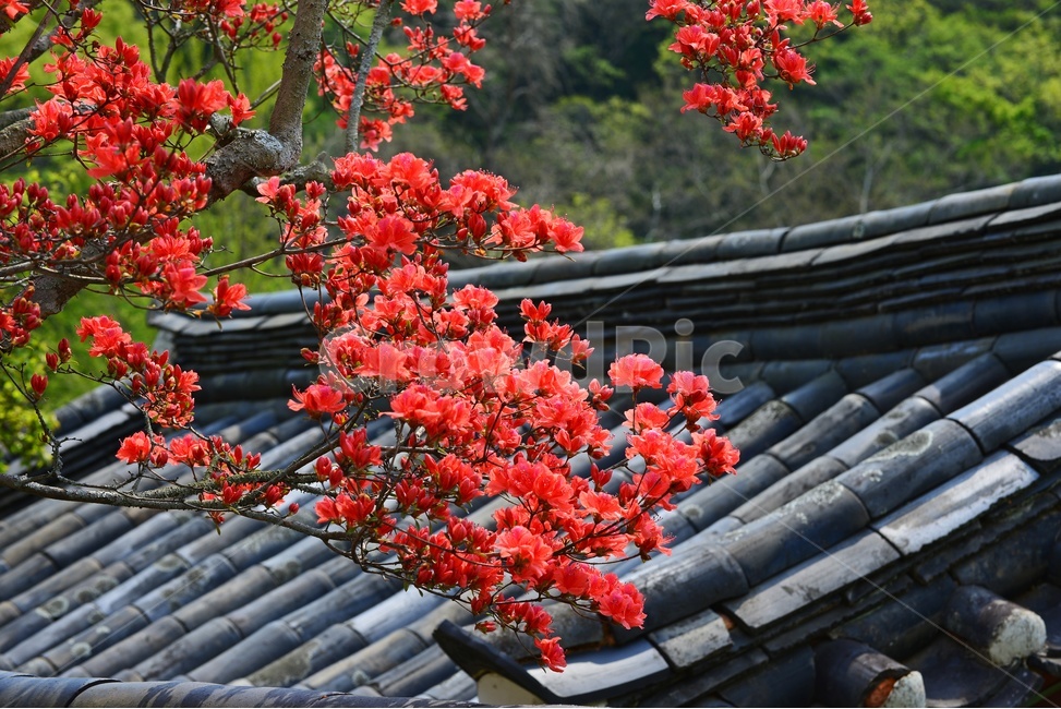roof,지붕,장성,백양사,백양사봄,연두색,plant,식물,tree,나무,nature,자연,outdoors,옥외,철쭉,철쭉꽃