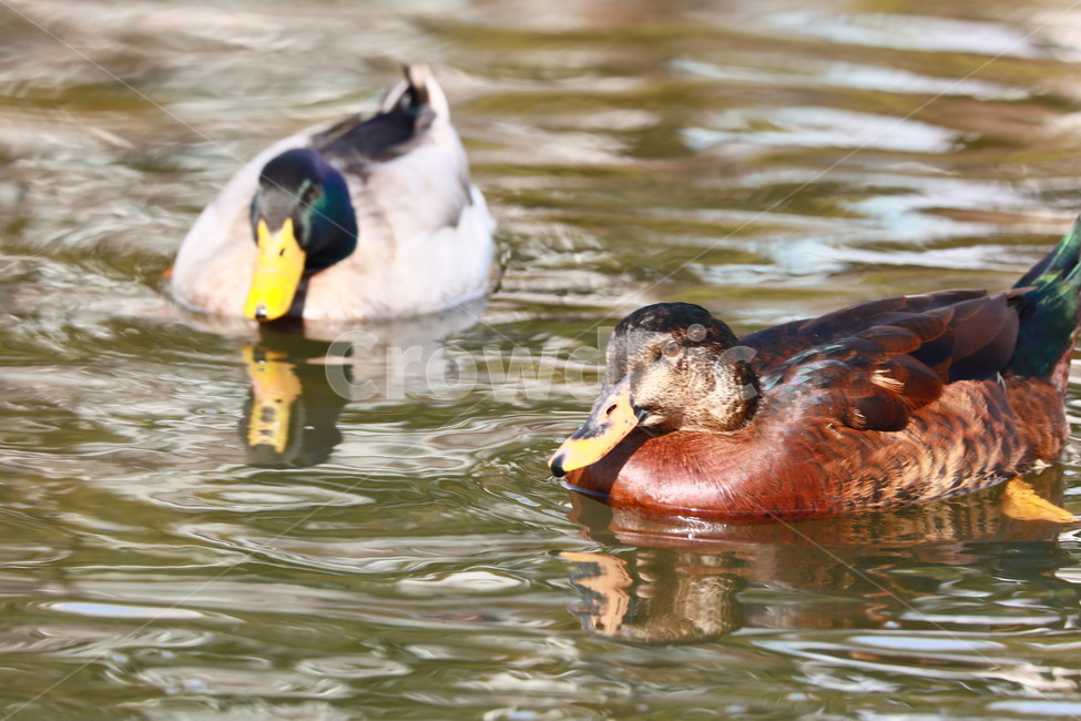 animal,동물,bird,새,duck,동물,animal,조류,새,birds