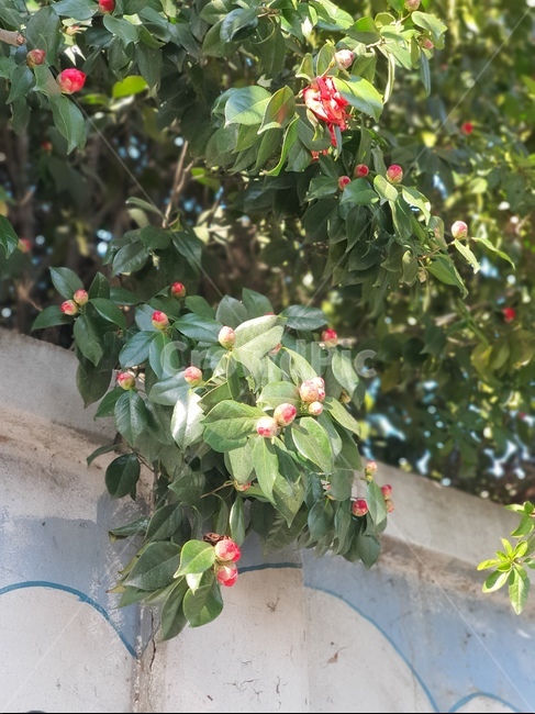 plant,식물,꽃봉오리,동백,햇살,나무,tree