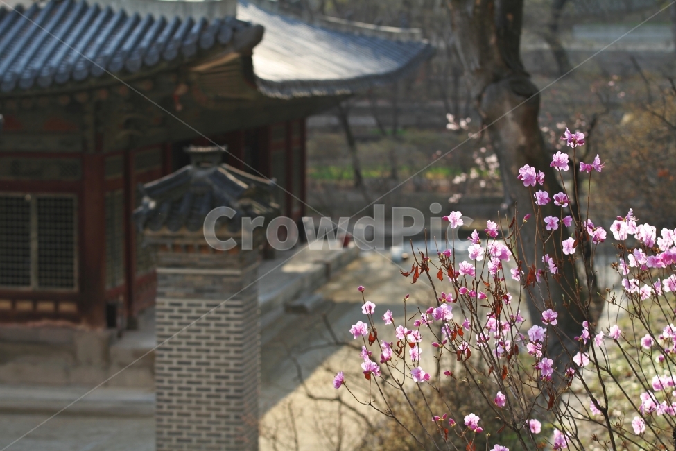 진달래,꽃,식물,자연,고궁과진달래꽃,감성사진,한국전통,한국문화,korean traditional,korean culture,식물,자연,plants,nature,꽃,flower