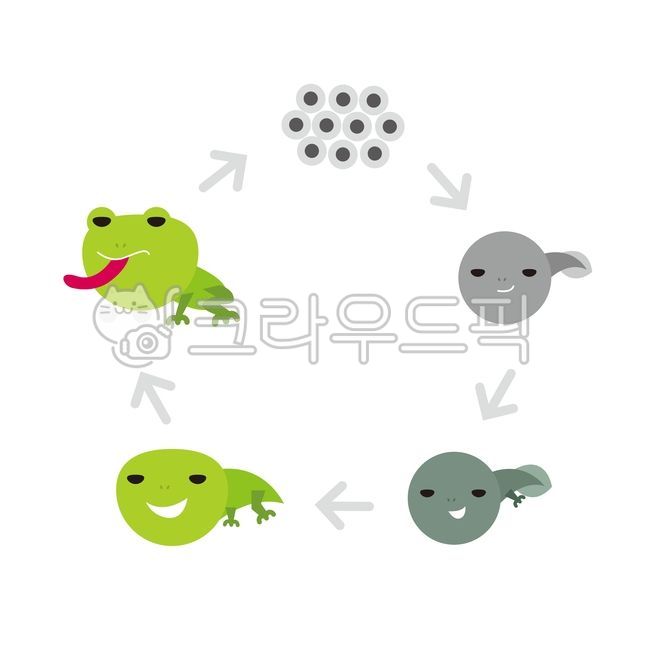 개구리알,올챙이,개구리,성장,한살이,frog,tadpole,frogspawn,growth