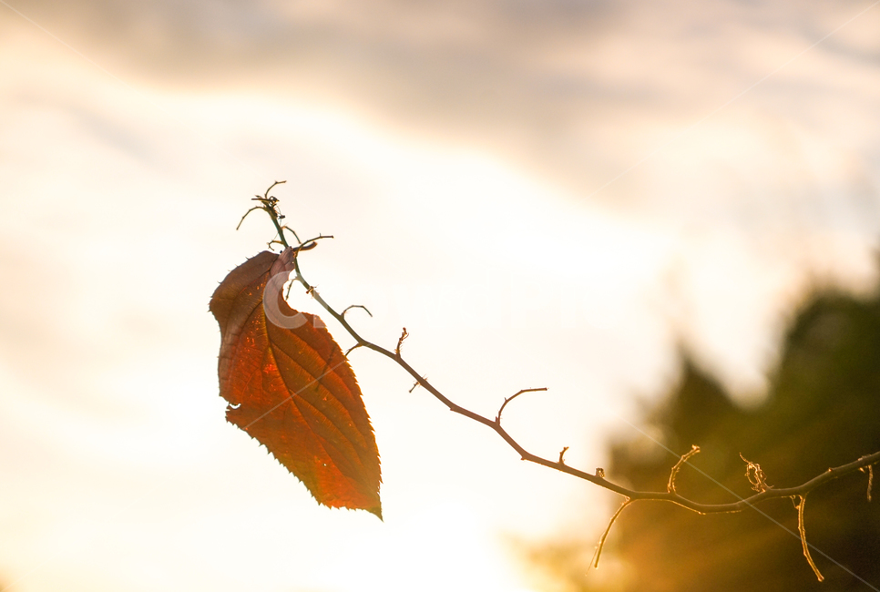 단풍,낙엽,나뭇잎,가을,나뭇가지,햇살,빛살,가을,계절,fall,autumn,season,식물,자연,plants,nature,감성,sensible,feeling,veins,정맥,invertebrate,무척추 동물,animal,동물,insect,곤충