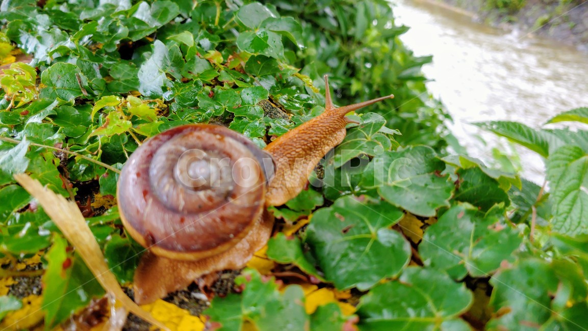 달팽이,snails,greatsnail,연체동물,escargot,caracol,salyangoz,schnecke,자웅동체,동물,animal
