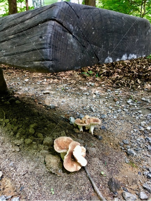 자연,버섯,땅,힐링,휴식,버섯,mushroom