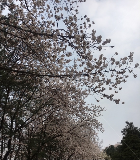 벚꽃,꽃,flower,봄,벚꽃만개,계절,나무,하늘