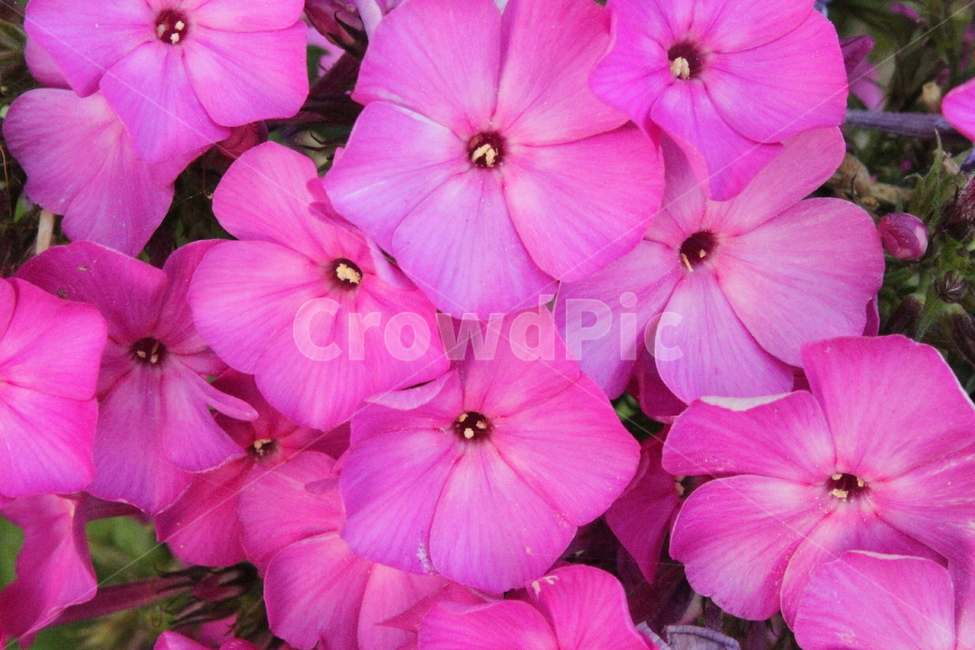 플록스,풀협죽도,꽃,식물,꽃말주의,Annualphlox,식물,자연,plants,nature,꽃,flower