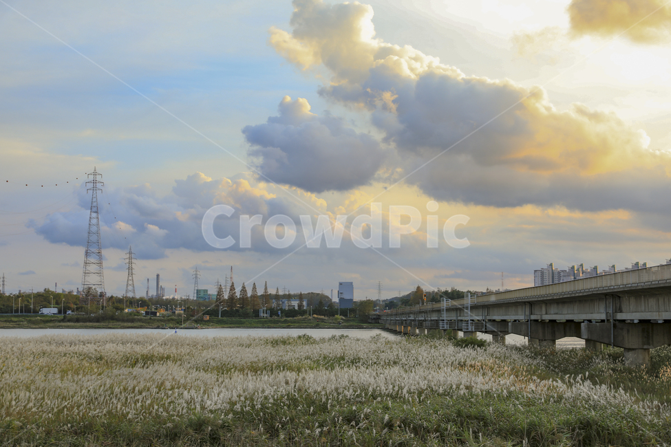 갈대,가을,억새,억새밭,갈대밭,억새군락지,silvergrassfield,fall,식물,reed,silvergrass,fieldofreeds,가을,계절,fall,autumn,season,자연,풍경,nature,landscape,road,도로,weather,날씨