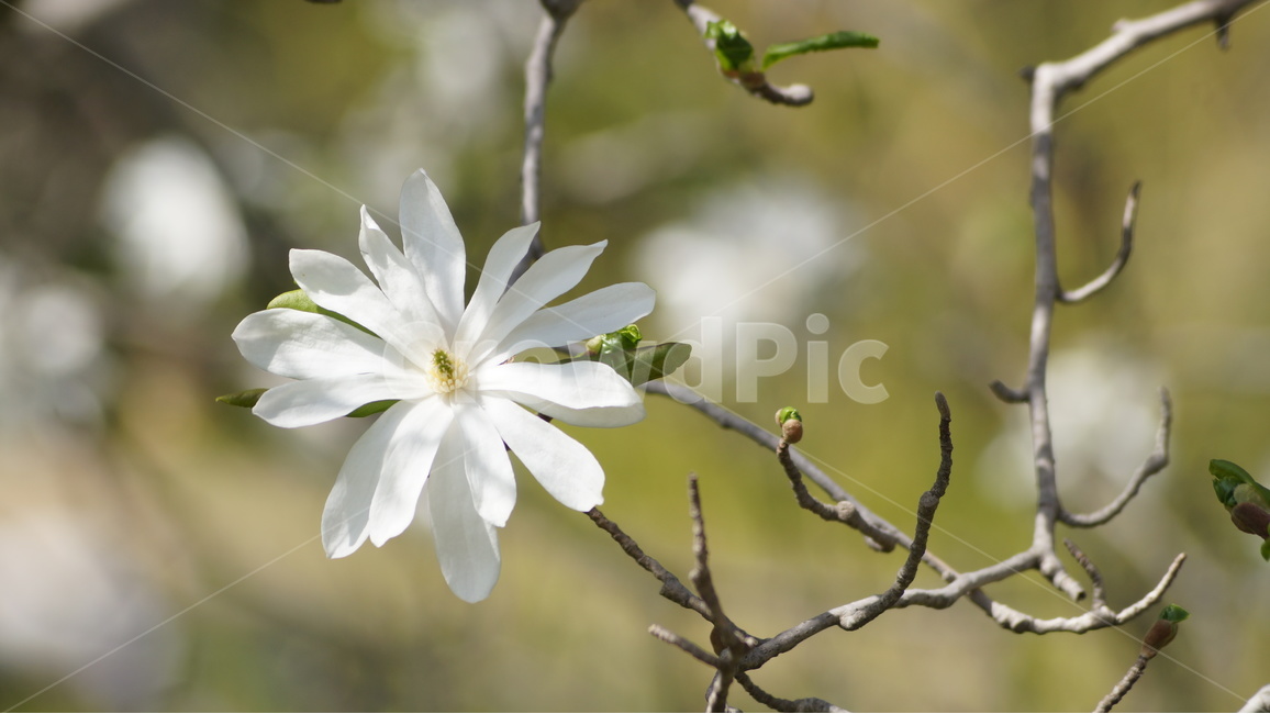 꽃,봄꽃,자연,풍경,야생화,봄,계절,spring,season,식물,자연,plants,nature,꽃,flower,plant