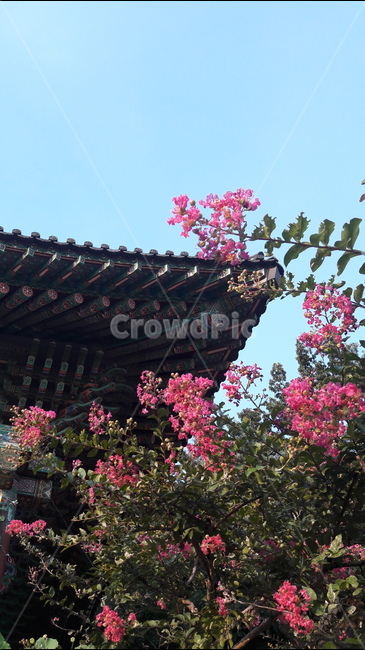 절,봉원사,꽃,배롱나무,하늘,한국전통,한국문화,korean traditional,korean culture,건축물,건물외관,exterior,building,structure,architecture,construction